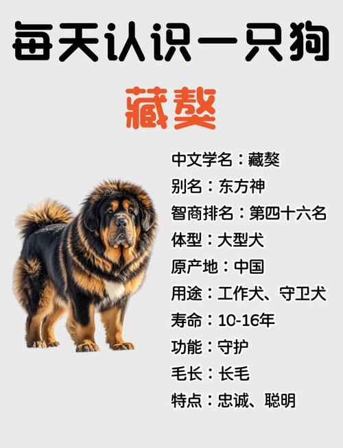 藏獒联盟网大话藏獒_藏獒联盟_藏獒联盟网