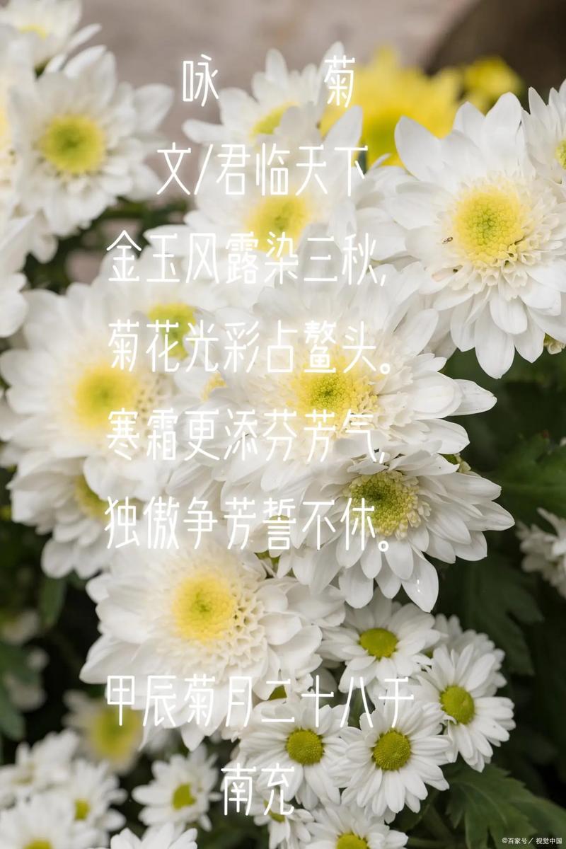 菊花先开不是急 根深功夫足 养花过日子一样 踏实才早到