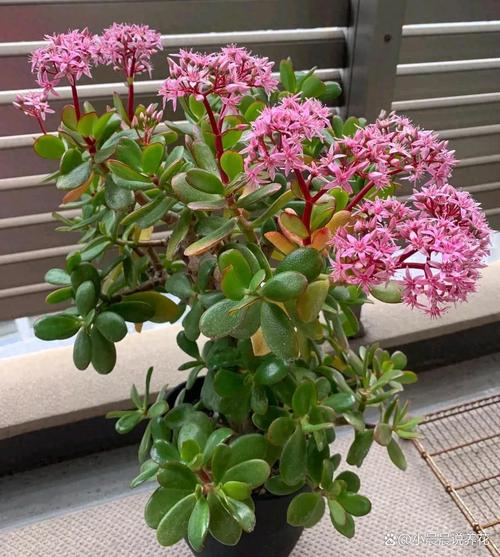 米色元神珠在哪吸收_米色元神珠怎么融合_米色元神珠