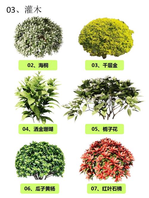 灌木种类名称大全_灌木种类_灌木种类大全图片