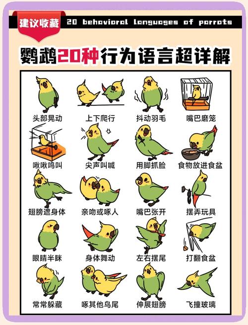 飞禽走兽技巧_飞禽走兽的技巧_技巧飞禽走兽教学视频