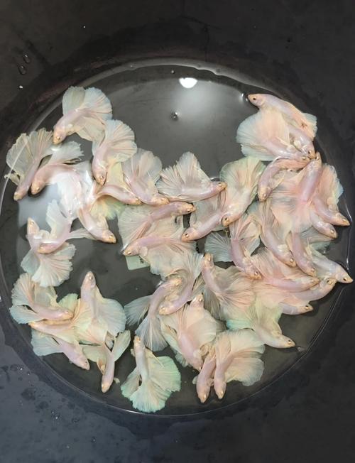 斗鱼直播_斗鱼西法_斗鱼直播平台官网