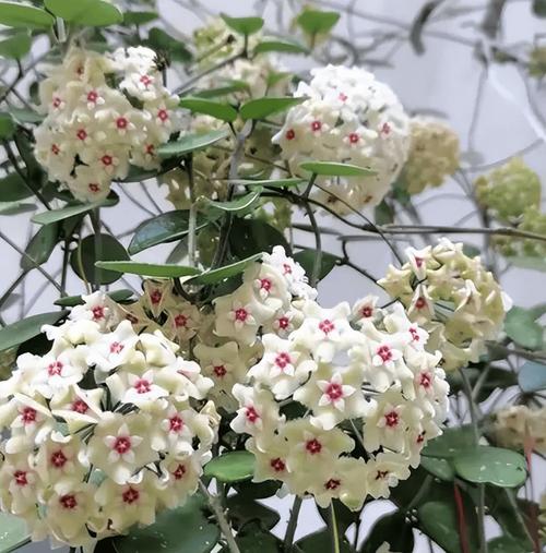 米色元神珠是什么？用它配土养花，不烂根开花多，夏天还能防虫