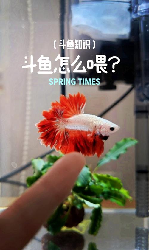 斗鱼西法_斗鱼直播_斗鱼直播平台官网