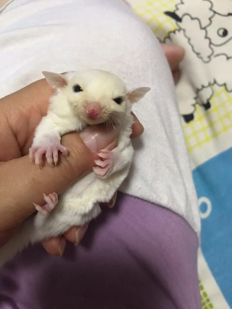 小白长的很像他哥哥_小白哥哥长像图片大全_小白哥哥长像图片