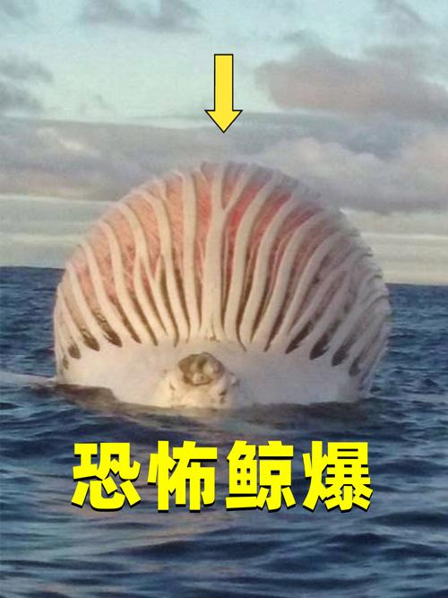 搁浅抹香鲸变生化炸弹 为何会爆炸？现场遇到该怎么办