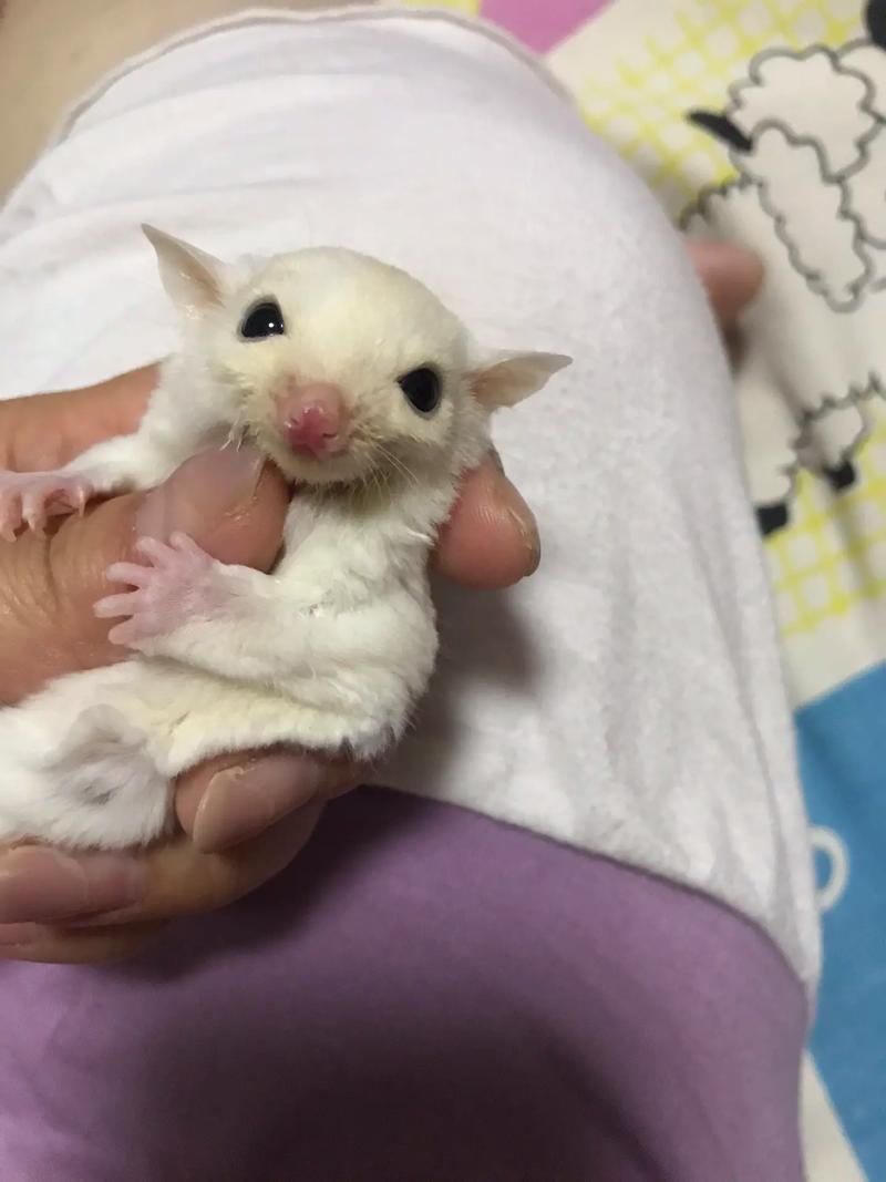 小白和他哥长得太像了！一个模子刻出来的兄弟俩