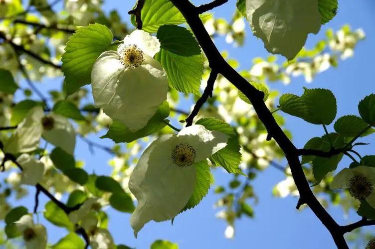 丛林魅影神殿外围_神殿外围_dnf神殿外围音乐