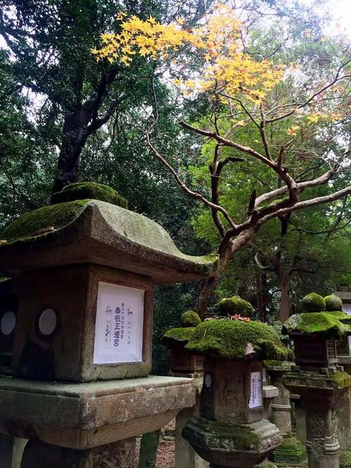 神殿外围的日常：香火、青苔与四十年的喂鸽人