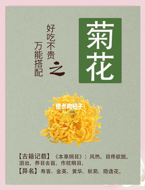 一朵菊花先到_菊花到了冬天怎么养_菊花到底是什么意思